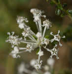 Littleleaf buckbrush